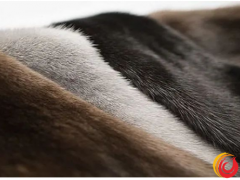 世家皮草公司線上拍賣會 ｜ 藍狐皮銷售價格增長20%
